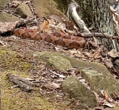 Venomous copperhead spotted at popular Connecticut recreation site