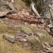 Venomous copperhead spotted at popular Connecticut recreation site