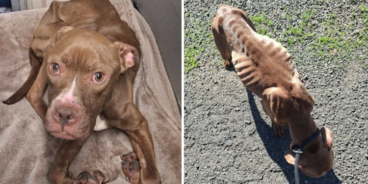 Reward offered for info about emaciated dog found in Wallingford