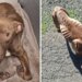 Reward offered for info about emaciated dog found in Wallingford