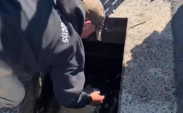 Westbrook firefighters rescue ducklings from storm drain