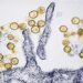 What Connecticut health experts want you to know as hantavirus cases rise