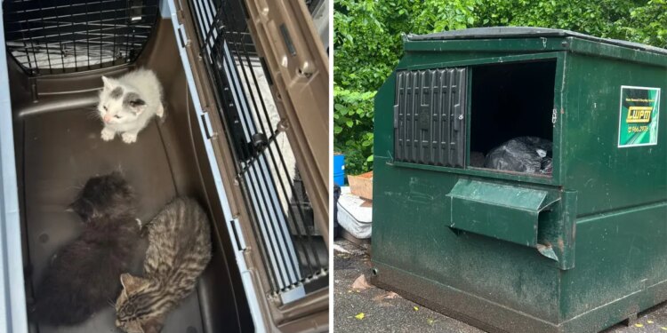 3 kittens rescued after being found in East Hartford dumpster, reward for info offered