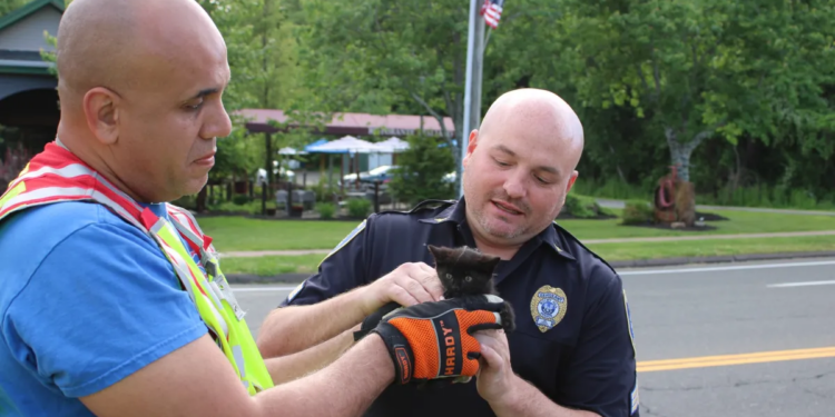 Firefighters rescue kitten from sewer in Rocky Hill