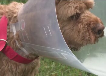 'I thought my dog was going to be eaten alive': Pet owners react after Avon bear attack