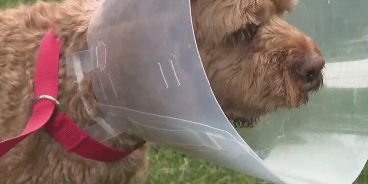 'I thought my dog was going to be eaten alive': Pet owners react after Avon bear attack