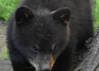 'I’m not in favor of killing the bears': Winchester couple reacts after bear break-in