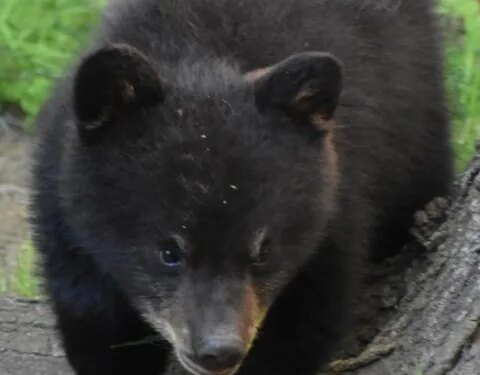 'I’m not in favor of killing the bears': Winchester couple reacts after bear break-in