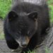 'I’m not in favor of killing the bears': Winchester couple reacts after bear break-in