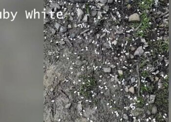 Dried beans found at entrance of Bristol dog park raising alarm of pet owners