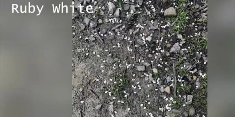 Dried beans found at entrance of Bristol dog park raising alarm of pet owners