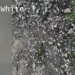 Dried beans found at entrance of Bristol dog park raising alarm of pet owners