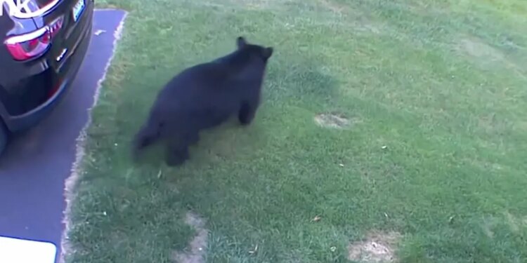 Negative bear interactions continue at concerning rate, prompting more warnings from wildlife officials