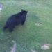 Negative bear interactions continue at concerning rate, prompting more warnings from wildlife officials
