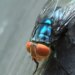Flesh-eating screwworm returns to U.S. after 60 years, threatening cattle herd