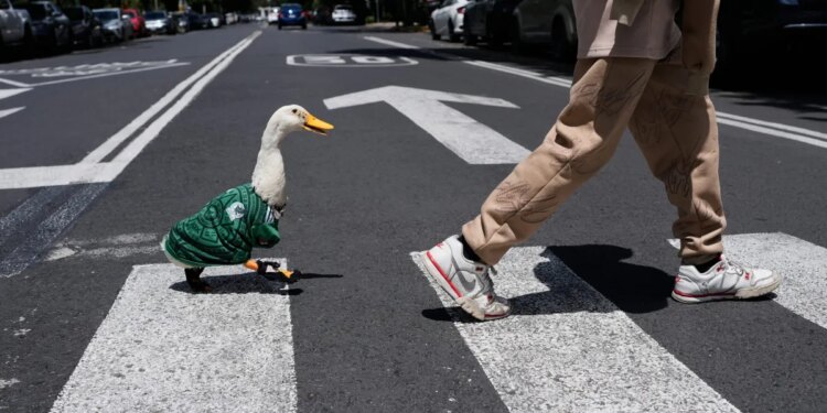 Meet Merlin the duck, a Mexico City streetside regular turned World Cup mascot