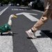 Meet Merlin the duck, a Mexico City streetside regular turned World Cup mascot