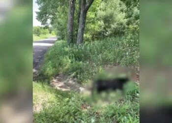 Connecticut environmental officials remind residents of bear protections after dead bear found in Burlington