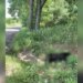 Connecticut environmental officials remind residents of bear protections after dead bear found in Burlington