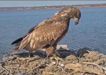 DEEP asks Connecticut residents to delay July 4 fireworks near bald eagle nests