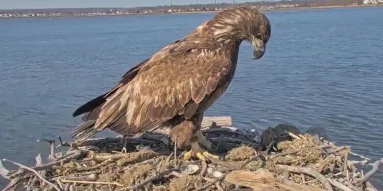 DEEP asks Connecticut residents to delay July 4 fireworks near bald eagle nests