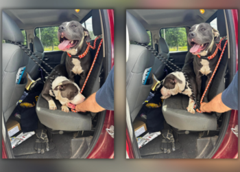 Do you recognize these dogs abandoned at I-84 truck stop in Willington?