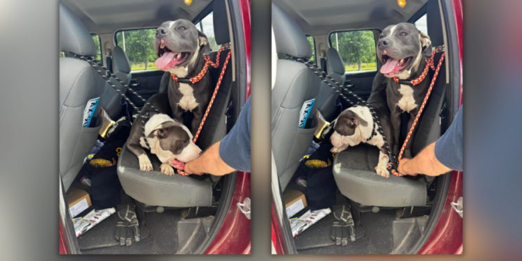 Do you recognize these dogs abandoned at I-84 truck stop in Willington?
