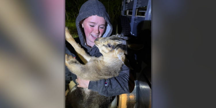 Goat safe after unusual rescue in Thompson