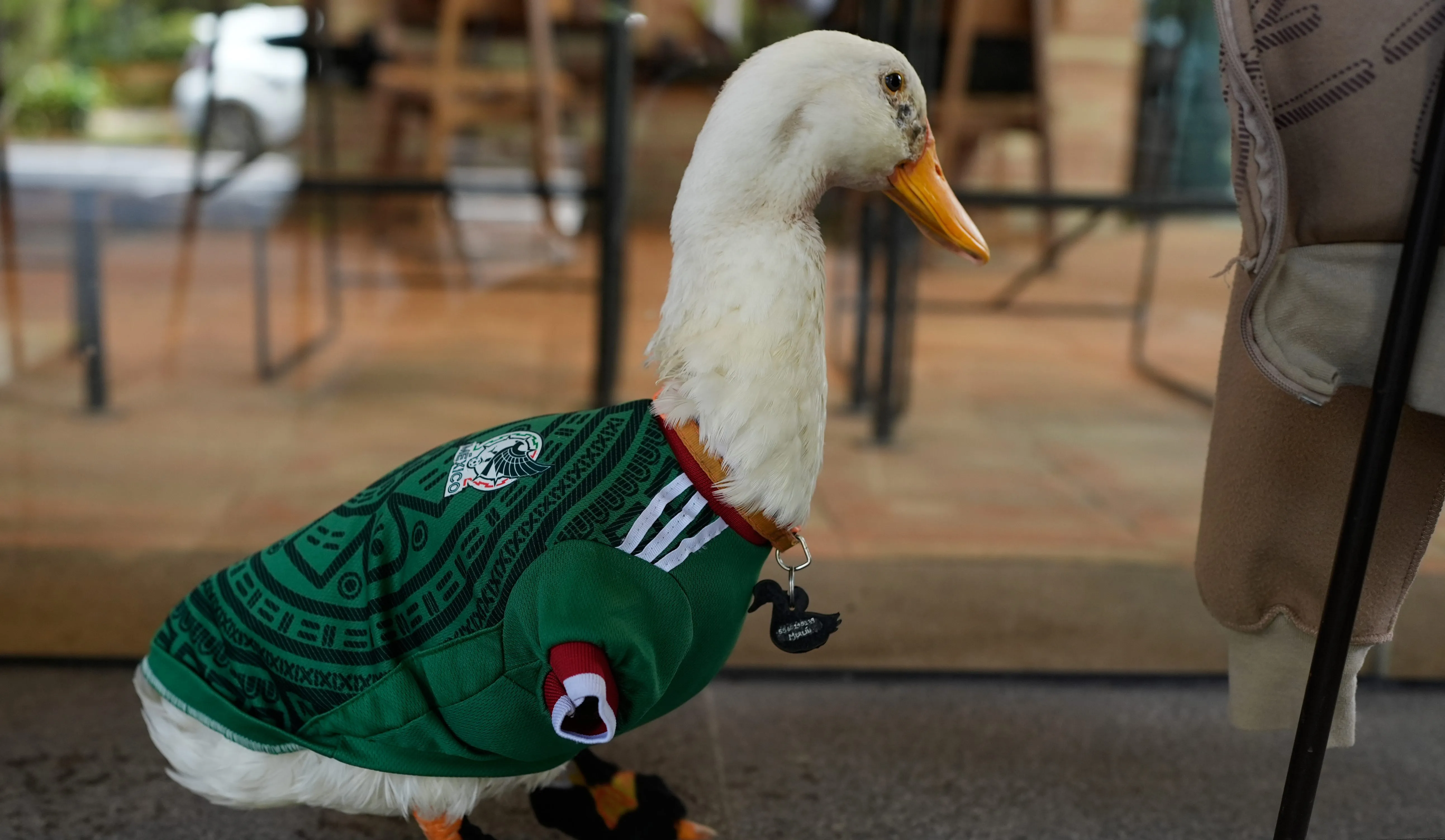 A duck named Merlin, dressed in a Mexico national soccer team jersey.