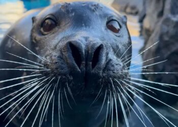 Mystic Aquarium announces death of 27-year-old harbor seal