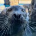 Mystic Aquarium announces death of 27-year-old harbor seal