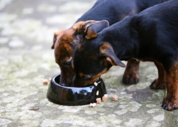 Over 400K pounds of pet food sold in Connecticut, other states recalled over Listeria concerns