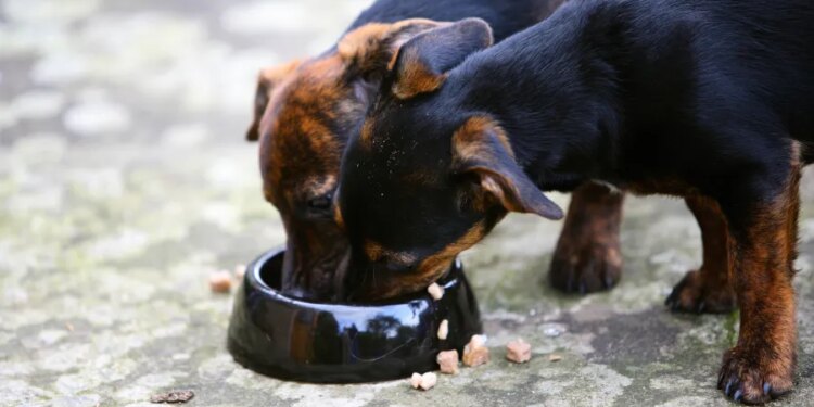 Over 400K pounds of pet food sold in Connecticut, other states recalled over Listeria concerns