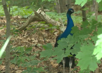 Peacock spotted in Enfield has been on the loose for 2 months: VIDEO