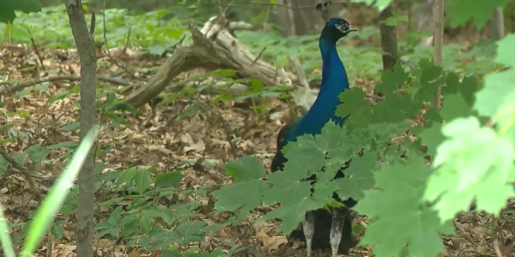 Peacock spotted in Enfield has been on the loose for 2 months: VIDEO