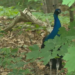 Peacock spotted in Enfield has been on the loose for 2 months: VIDEO