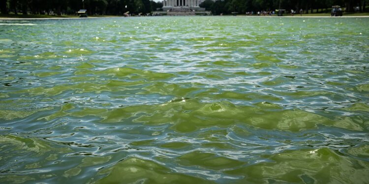 Trump wanted the Reflecting Pool ‘American flag blue.' Algae is turning it green.