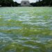 Trump wanted the Reflecting Pool ‘American flag blue.' Algae is turning it green.