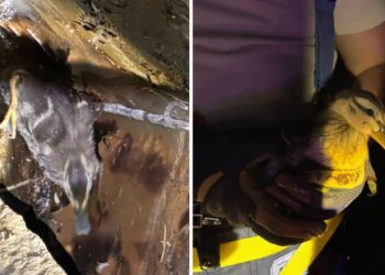Duckling in distress rescued by firefighters in Ledyard