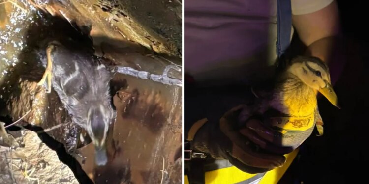 Duckling in distress rescued by firefighters in Ledyard