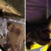Duckling in distress rescued by firefighters in Ledyard
