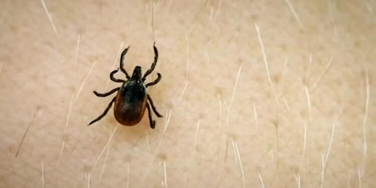 Busy tick season in Connecticut raises concerns about Lyme disease risk