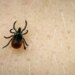 Busy tick season in Connecticut raises concerns about Lyme disease risk