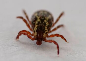 Tick that spreads meat allergy, flu-like symptoms has reached 3 Connecticut counties