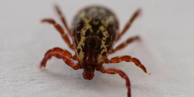 Tick that spreads meat allergy, flu-like symptoms has reached 3 Connecticut counties
