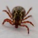 Tick that spreads meat allergy, flu-like symptoms has reached 3 Connecticut counties