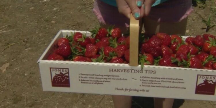Where to pick-your-own strawberries in Connecticut: MAP