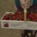 Where to pick-your-own strawberries in Connecticut: MAP