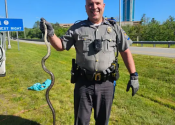 Woman discovers snake inside car while driving on Route 2 near Foxwoods
