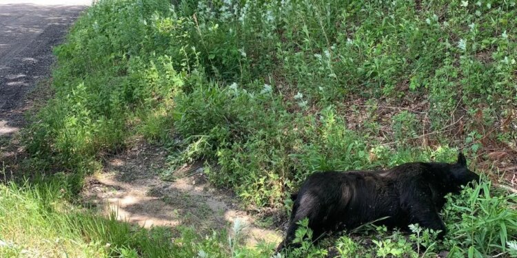 Dead black bear found dumped in Burlington, EnCon police ask public for info